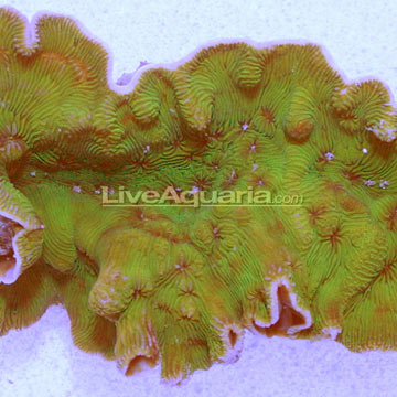 Wrinkle Leptoseris Coral