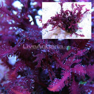 Kelp on Rock, Smooth Leaf