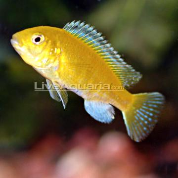 Yellow+tanganyika+cichlids