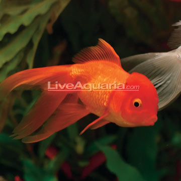 goldfish. Red Oranda Goldfish (Carassius