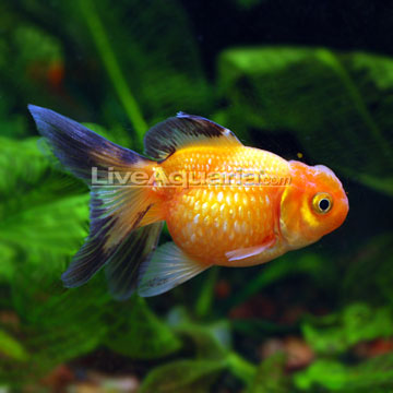 goldfish. Crown Pearlscale Goldfish