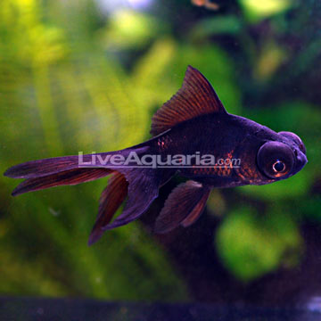 black moor goldfish