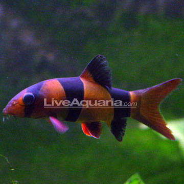 Clown Loach Clown Loach