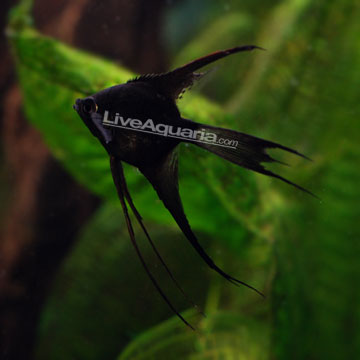 Large Freshwater Angelfish