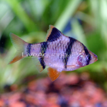 Striped Barb Fish