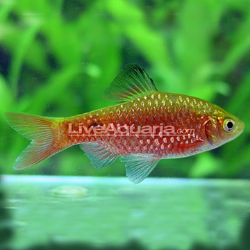 Rosy Barb, Male
