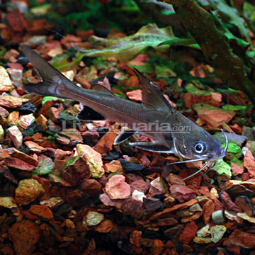 tropical shark fish