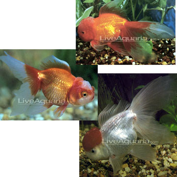 Goldfish Egg Laying