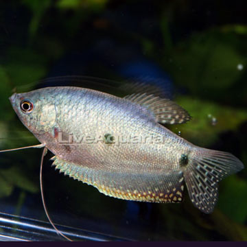 Paradise Blue Gourami