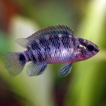 p-89850-badis.jpg