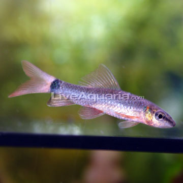 rainbow shark fish