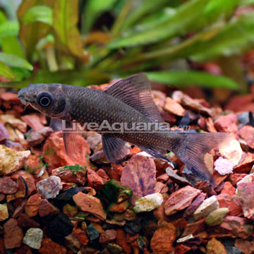 fresh water shark fish fresh water shark fish