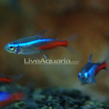 Nion Tetra