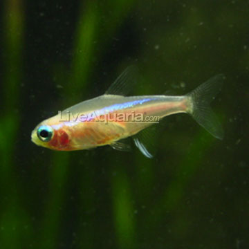 Yellow Neon Fish