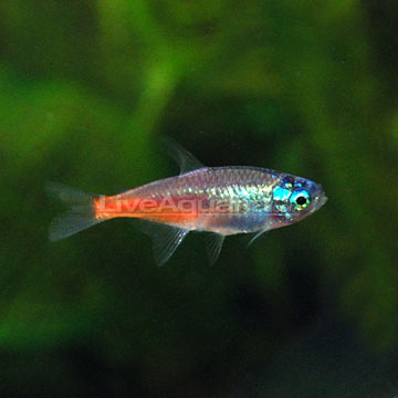 Neon Fish Breeding