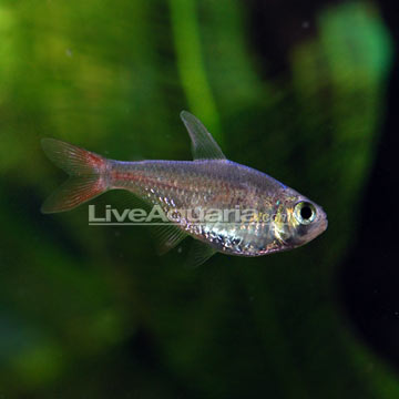 colombian tetra