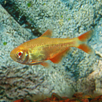 Albino Buenos Aires Tetra