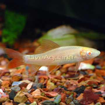 rainbow shark fish rainbow shark fish