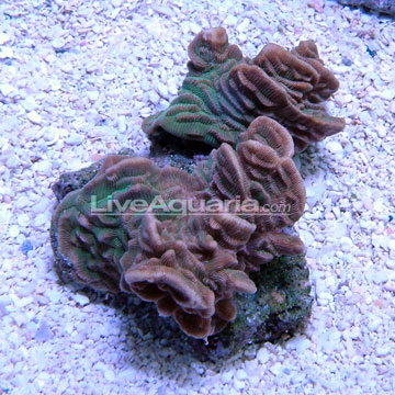 Pachyseris Coral