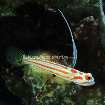 p-90066-Yashia-Goby.jpg