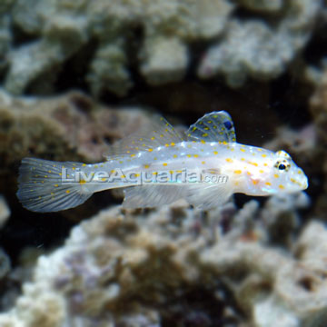 Cave Transparent Goby