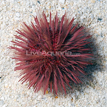 colored pincushion urchin www