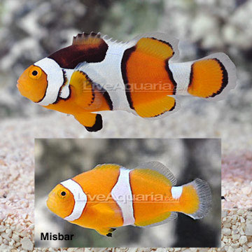 Percula Clownfish, Captive-Bred ORA®