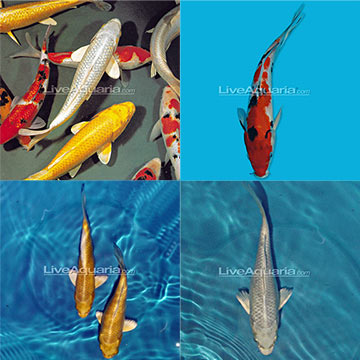 Imported Koi 20 Pack