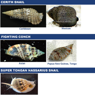 Algae Eating Fish. Algae eating fish, detritus