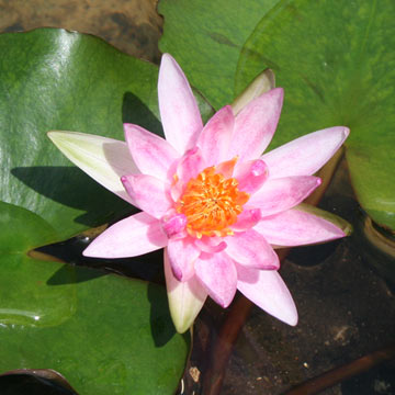 Laydekeri Lilacea