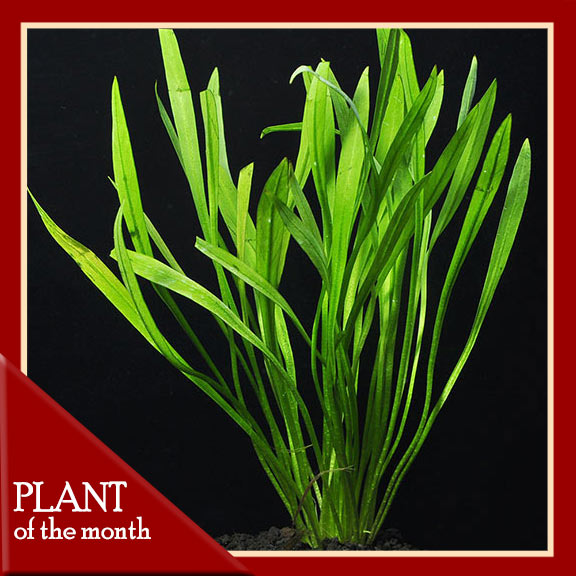 ChainSword - Narrow Leaf ChainSword - Narrow Leaf
