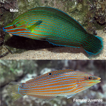 Richmond's Wrasse