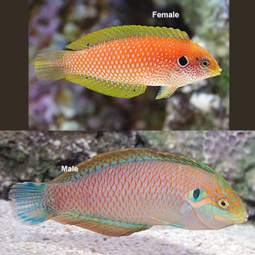 Kuiter's Leopard Wrasse EXPERT ONLY