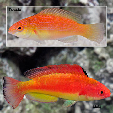 Hooded Fairy Wrasse