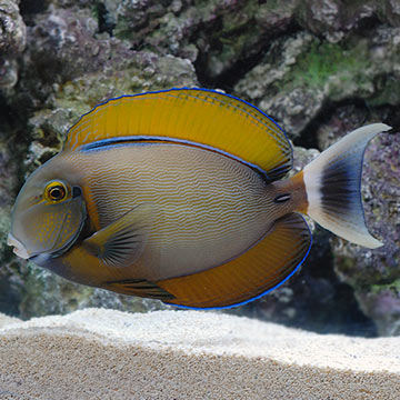 Black Spot Tang