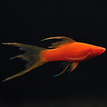 Hi Fin Lyretail Swordtail, Blood Red