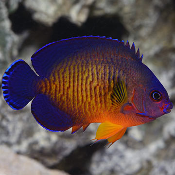 Coral Beauty Angelfish 