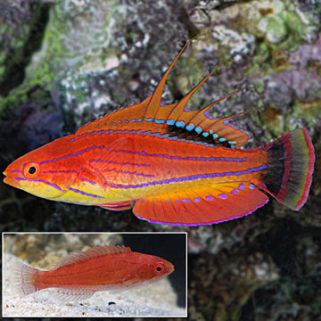 Carpenter's Flasher Wrasse