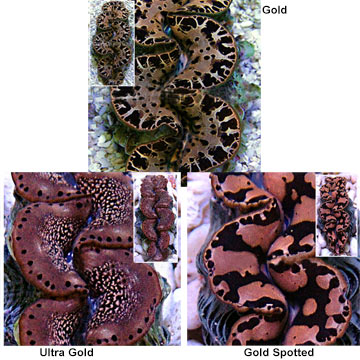 Maxima Clam Gold, Aquacultured