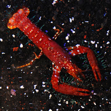 Reef Lobster, Red Hawaiian