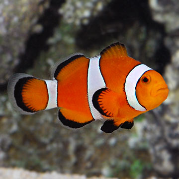   Clownfish   -  2