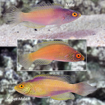 Golden Rhomboidalis Wrasse