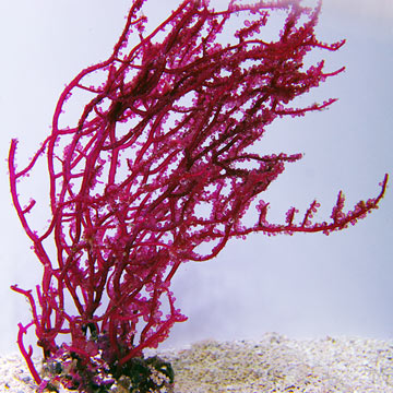 Kelp on Rock, Grape