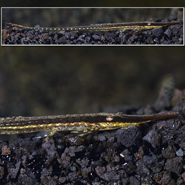 Farlowella Catfish