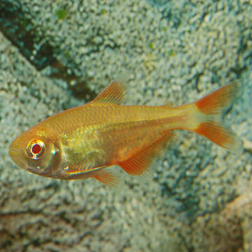 Albino Buenos Aires Tetra