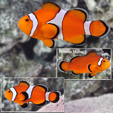 Ocellaris Clownfish, Captive-Bred ORA®