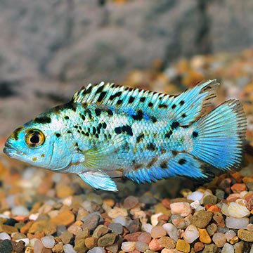 jack dempsey blue electric fish freshwater cichlid american tropical south cichlids variations approximate identical provided species due within range note