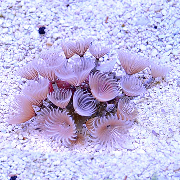 Colored Cluster Duster: Saltwater Aquarium Fan Worms