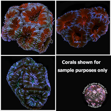 LiveAquaria® Certified Aussie Lord Frag 3 Pack, Aquacultured