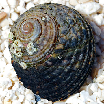 Margarita Snail